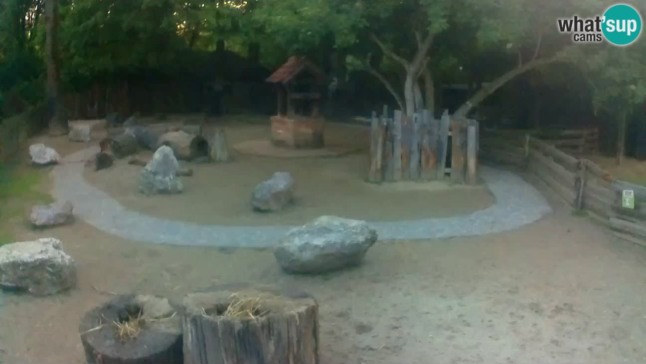 Zoo Zagreb – Brown Capuchin