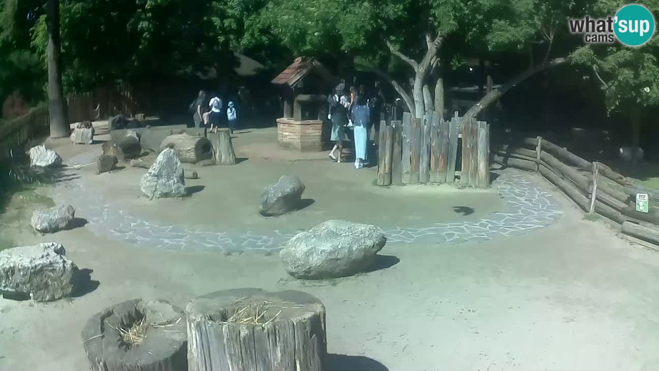 Zoo Zagreb – Brown Capuchin