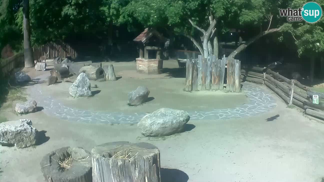 Zoo Zagreb – Cebo dai cornetti
