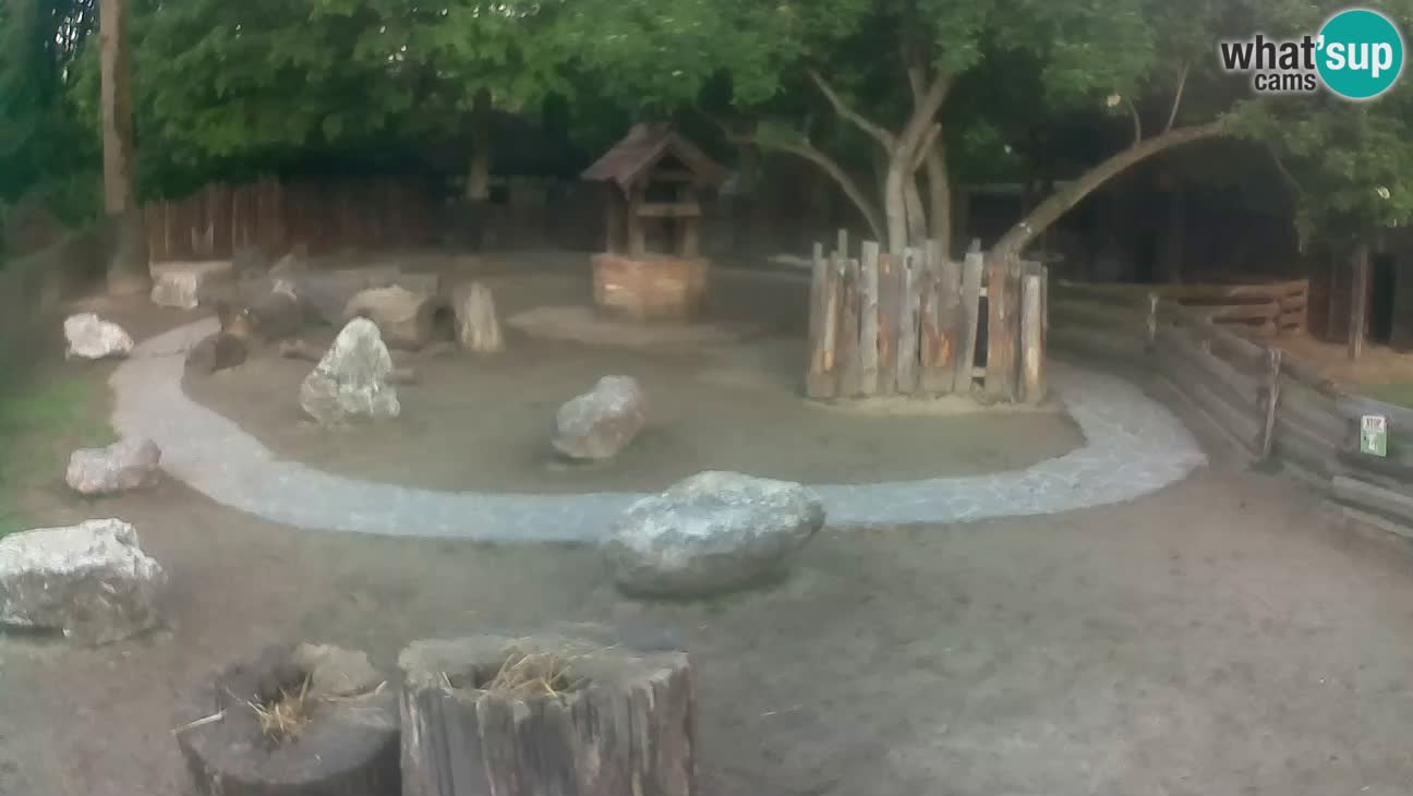 Zoo Zagreb – Cebus apella