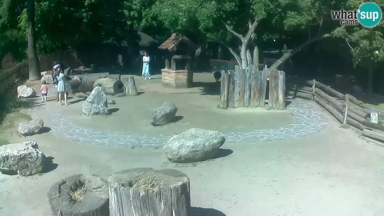 Zoo Zagreb – Brown Capuchin