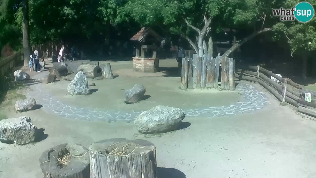 Zoo Zagreb –  Mono maicero
