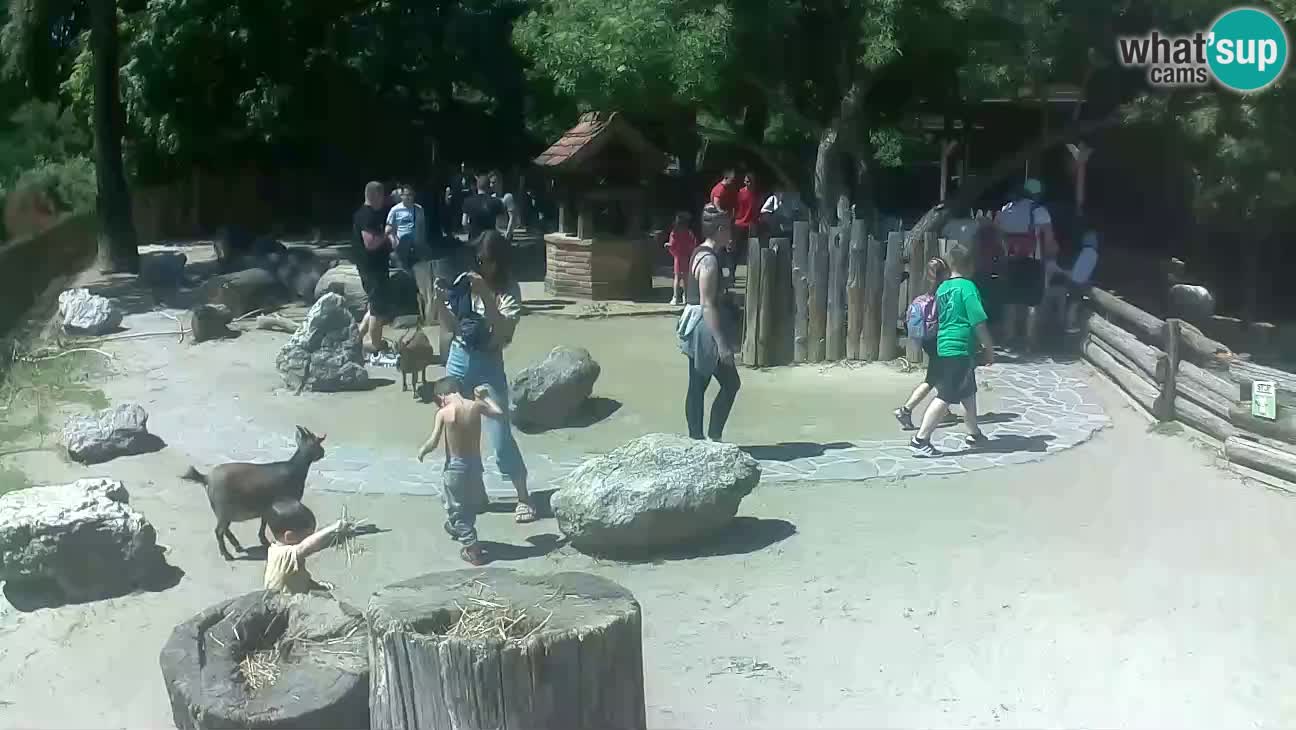 Zoo Zagreb –  Mono maicero