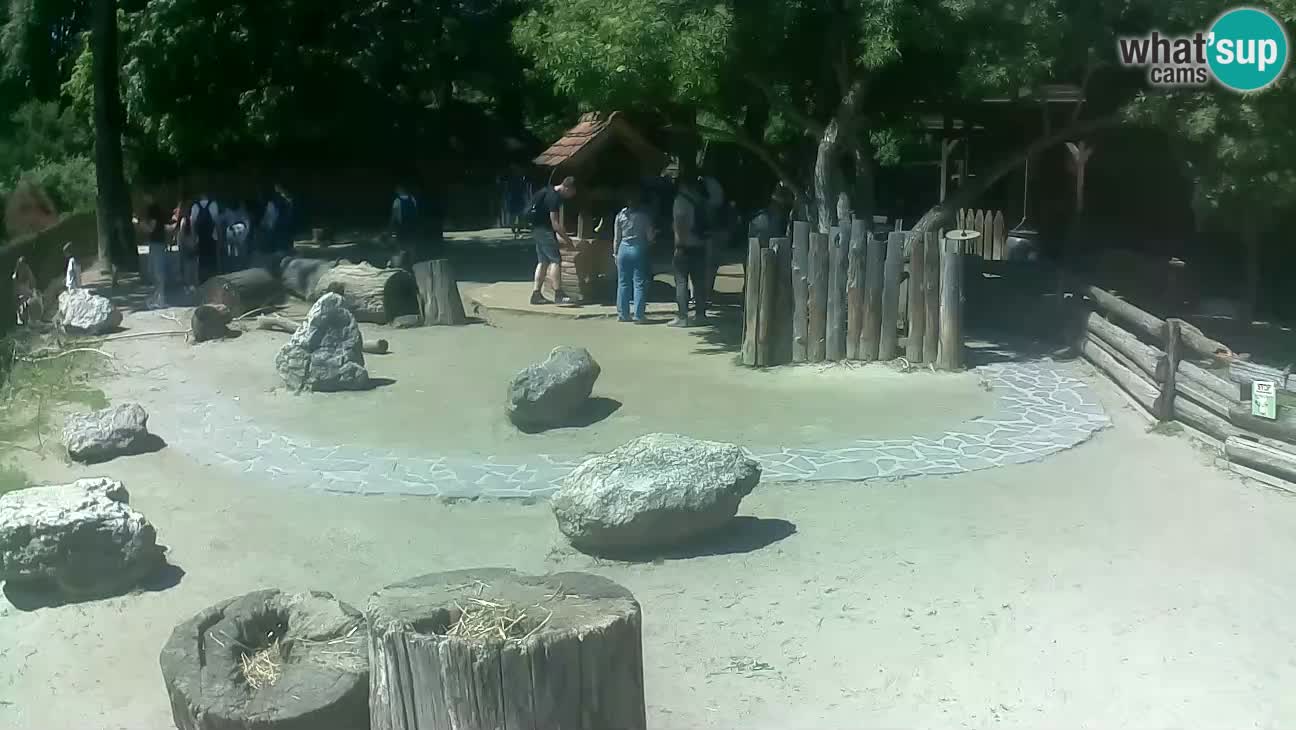 Zoo Zagreb – Rjava kapucinka