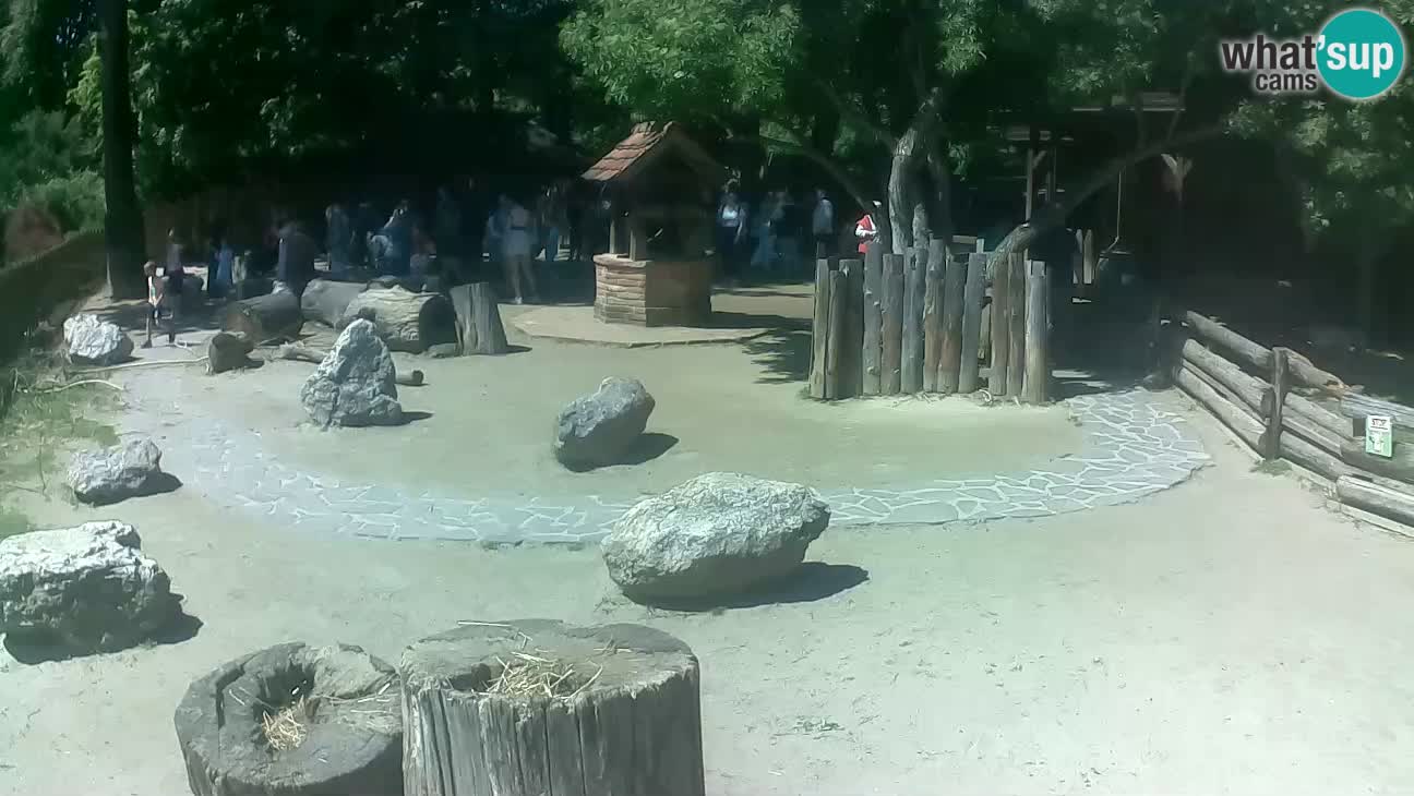 Zoo Zagreb –  Mono maicero