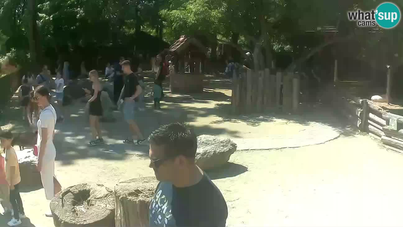 Zoo Zagreb – Haubenkapuziner