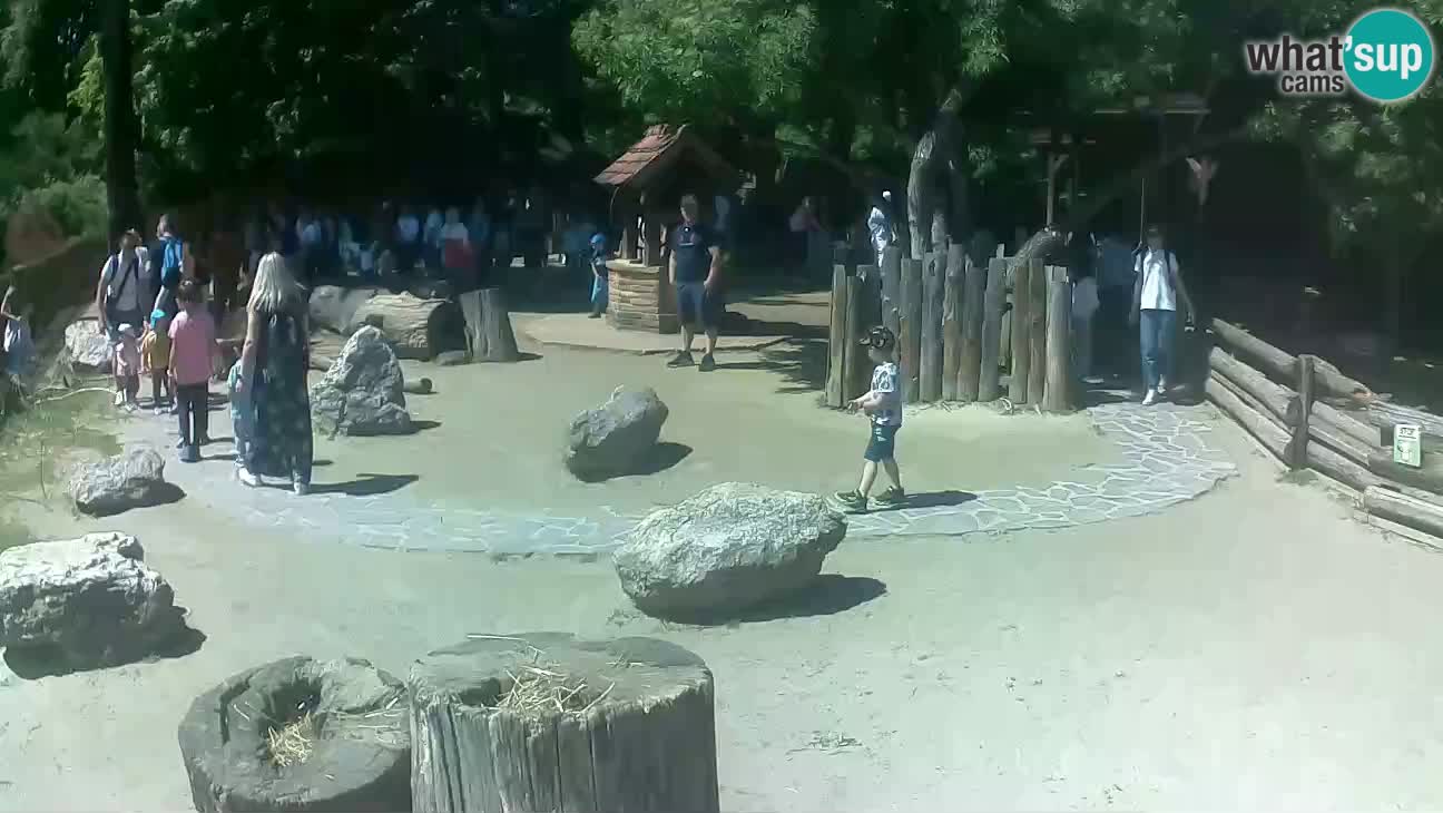 Zoo Zagreb – Brown Capuchin
