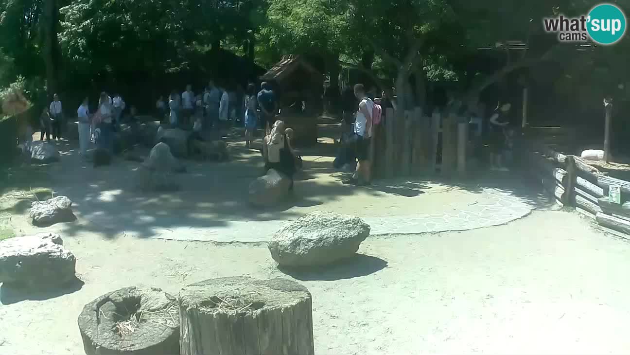 Zoo Zagreb – Brown Capuchin