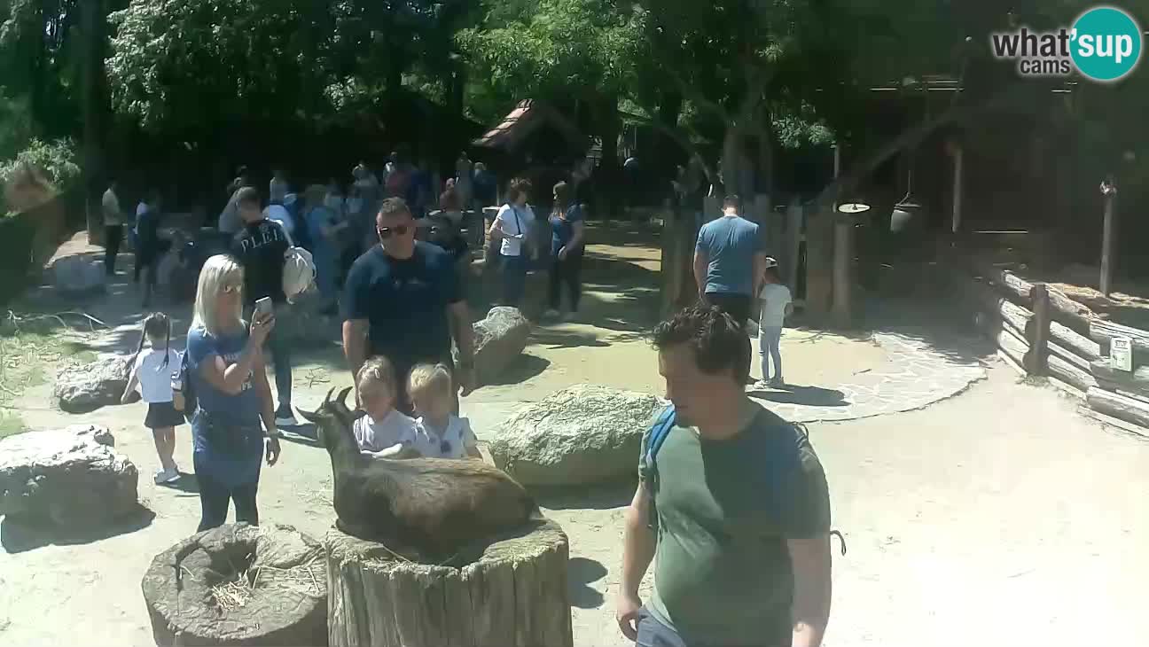 Zoo Zagreb – Brown Capuchin