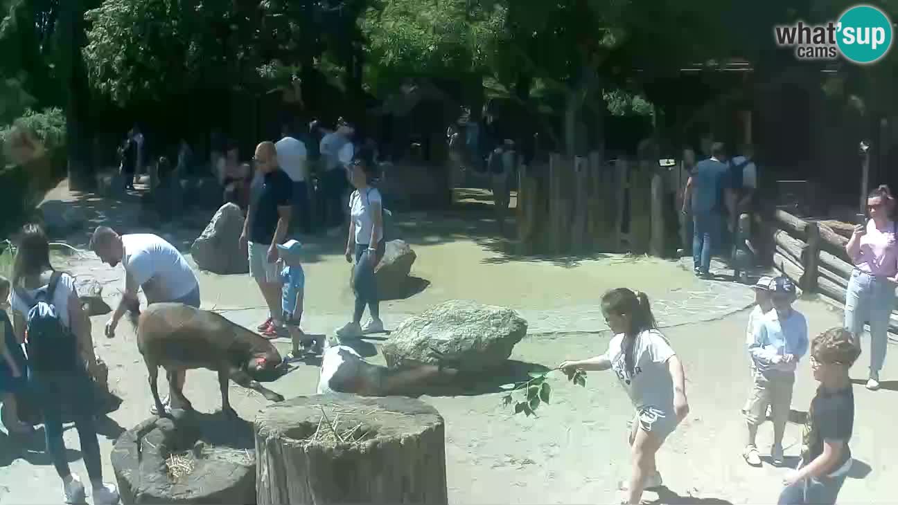 Zoo Zagreb – Rjava kapucinka
