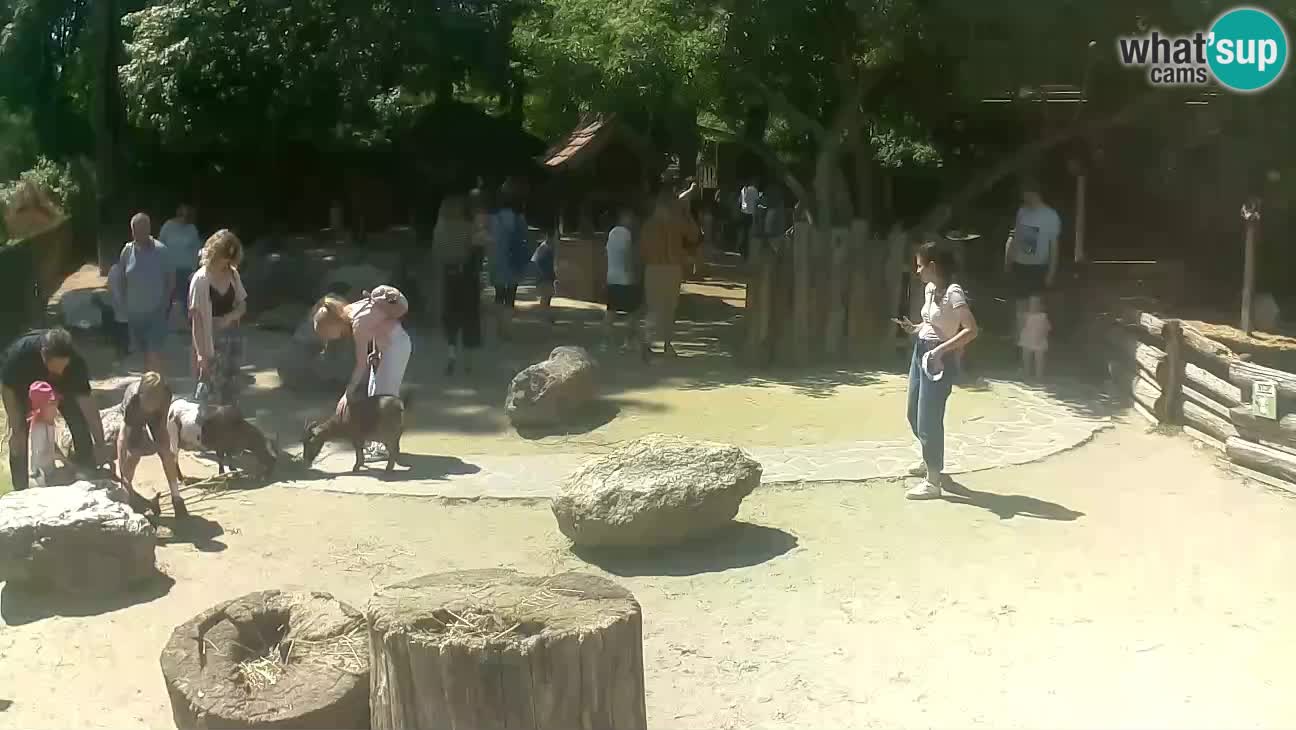 Zoo Zagreb – Brown Capuchin