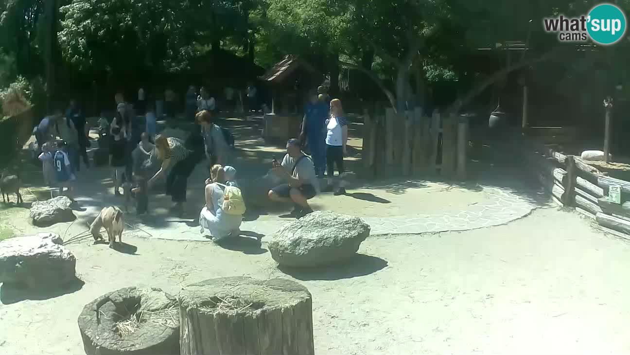 Zoo Zagreb – Brown Capuchin