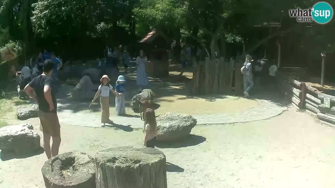 Zoo Zagreb – Cebo dai cornetti