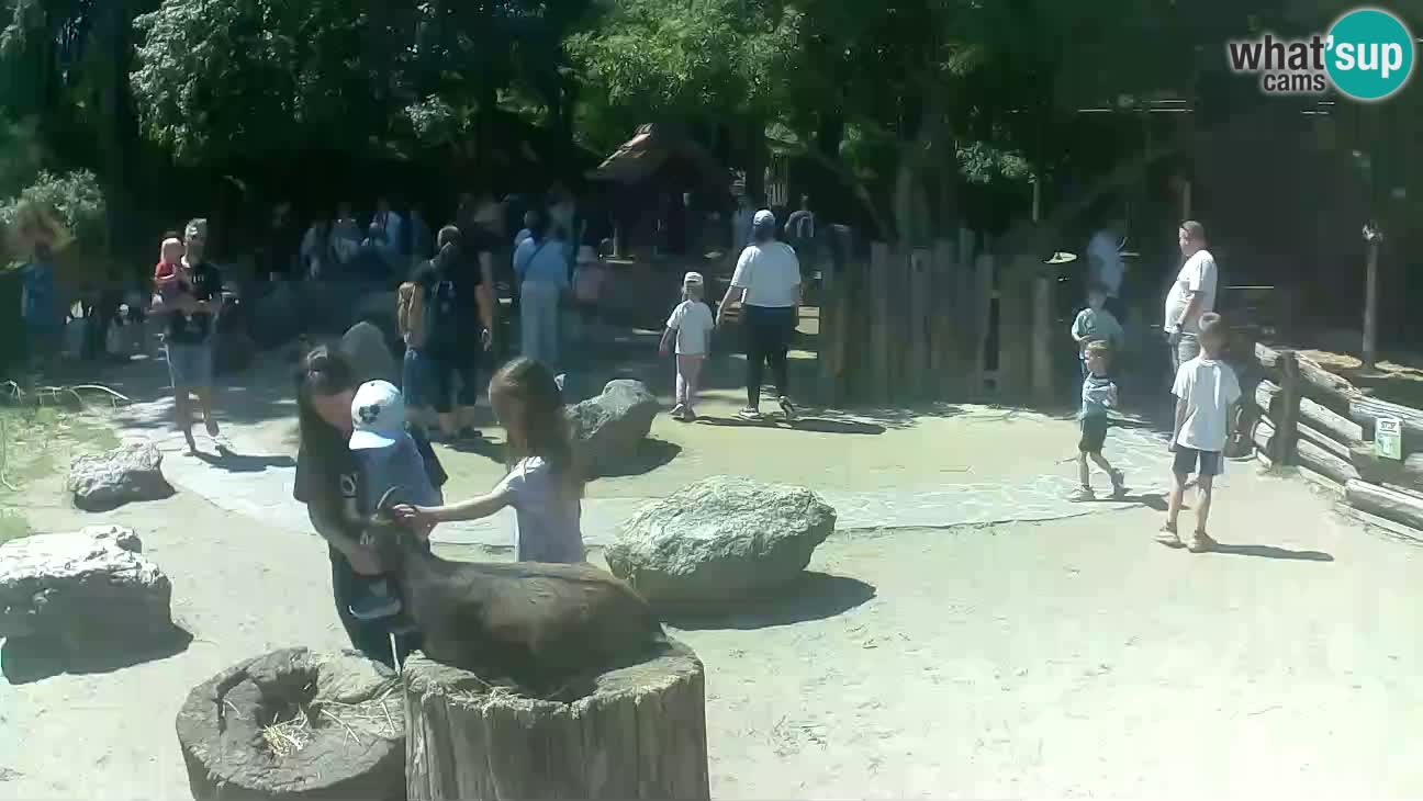 Zoo Zagreb – Haubenkapuziner