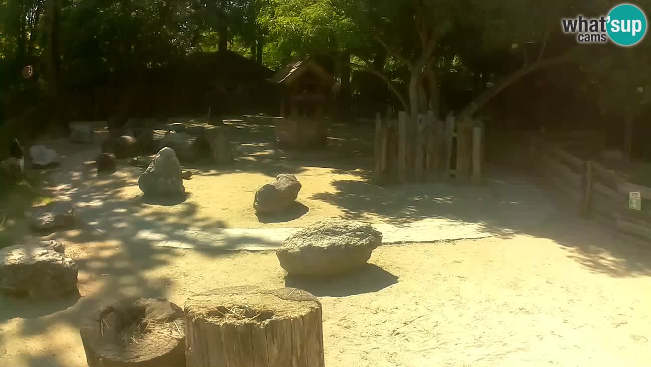 Zoo Zagreb – Haubenkapuziner