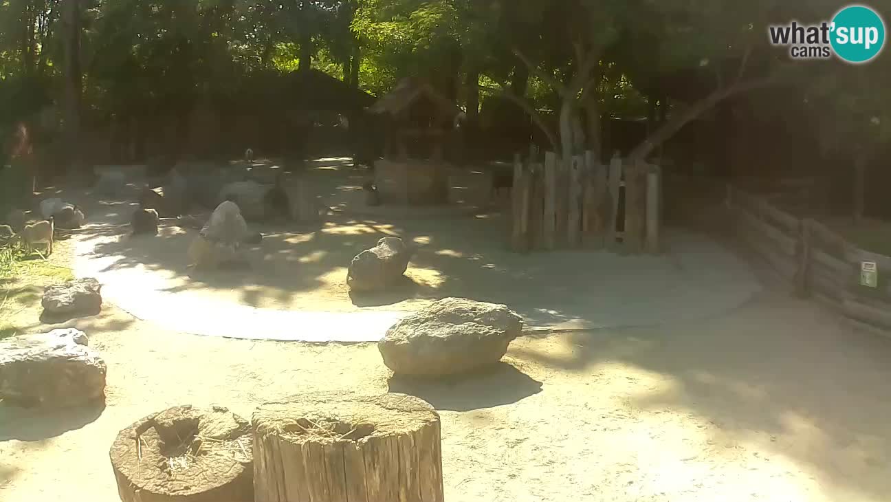 Zoo Zagreb – Cebus apella