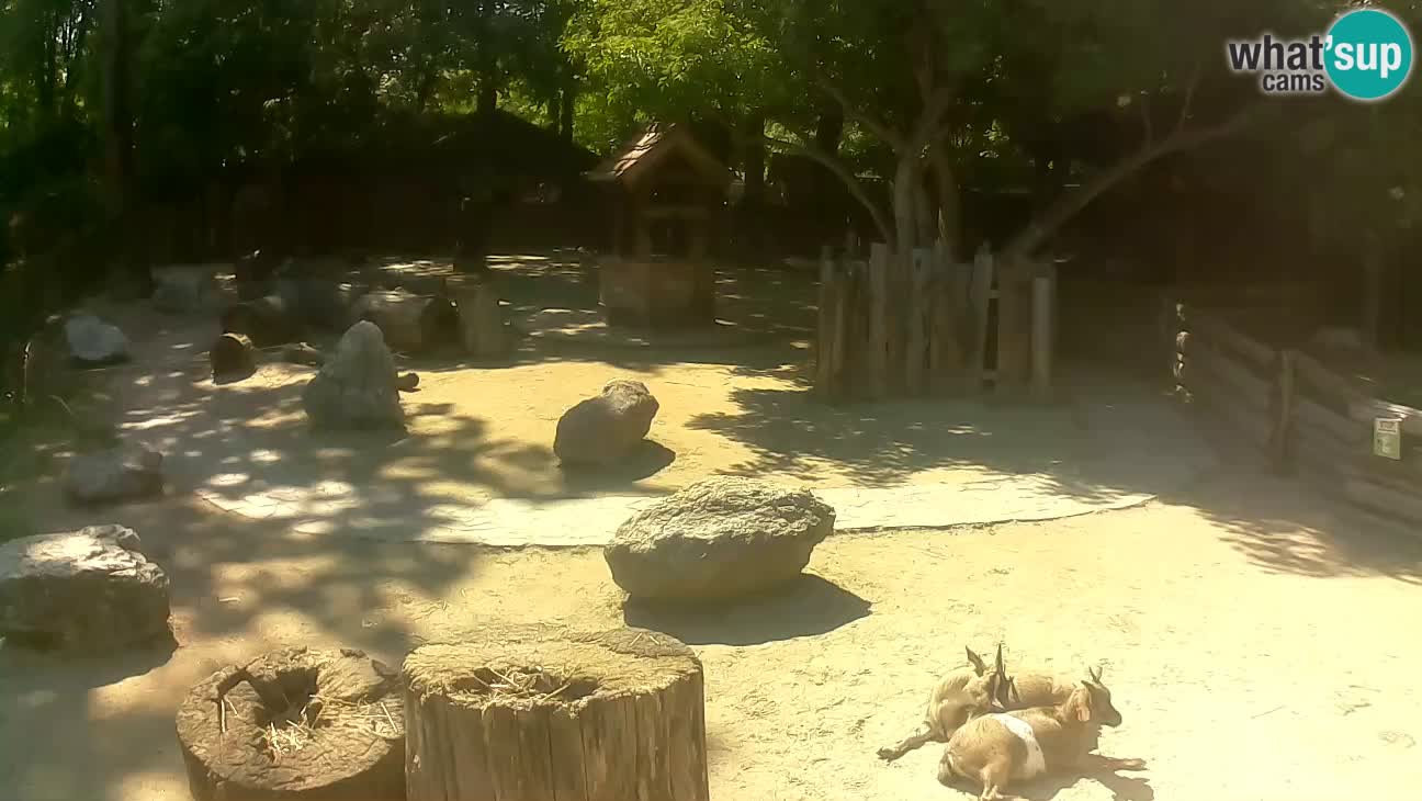 Zoo Zagreb – Haubenkapuziner