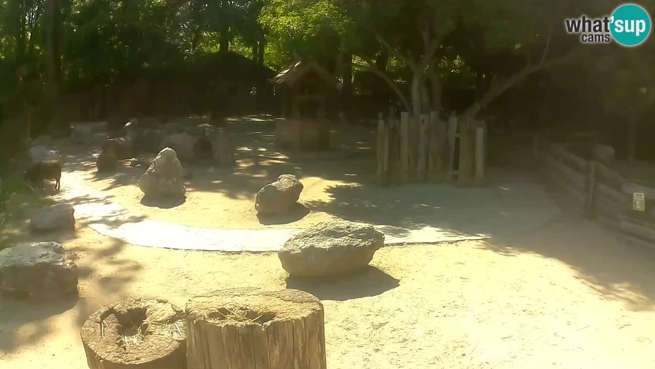 Zoo Zagreb – Rjava kapucinka