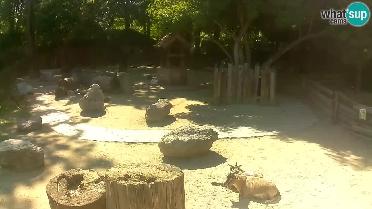 Zoo Zagreb – Brown Capuchin