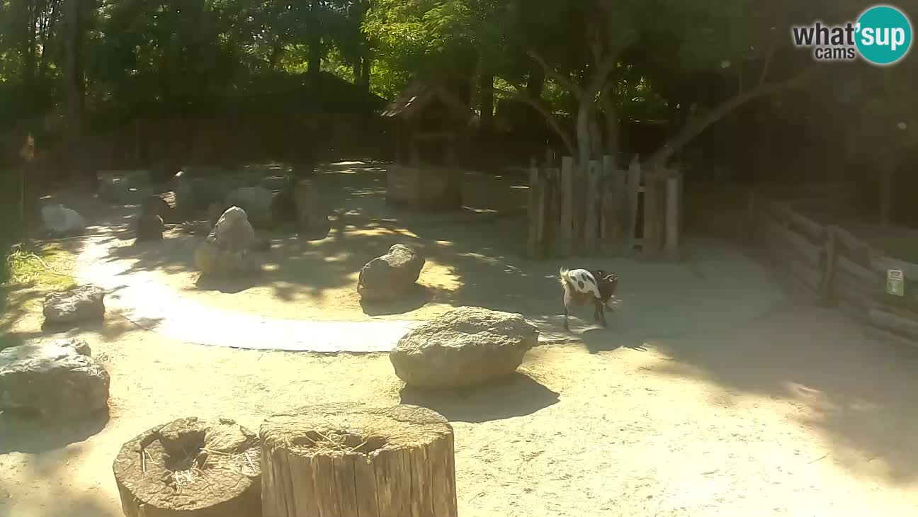Zoo Zagreb – Brown Capuchin