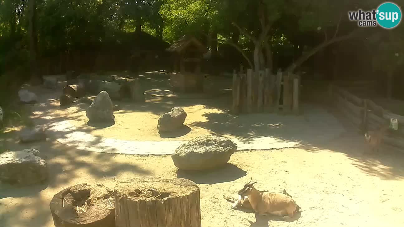 Zoo Zagreb – Rjava kapucinka