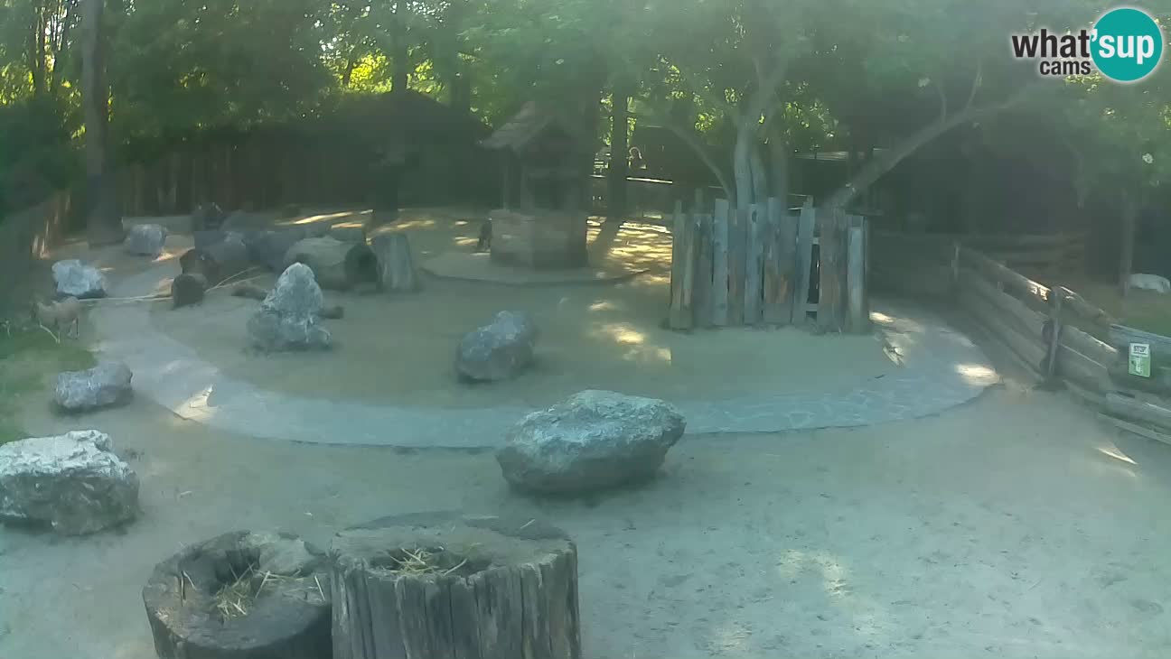 Zoo Zagreb – Haubenkapuziner