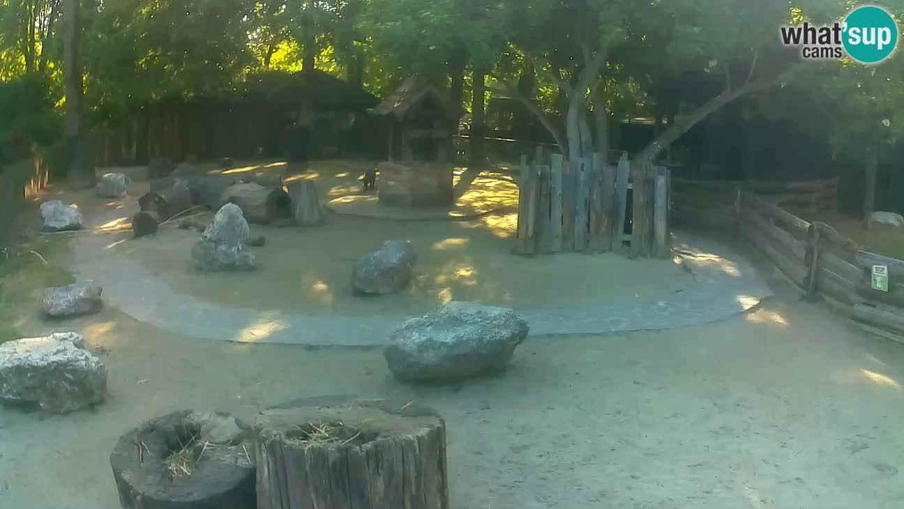Zoo Zagreb – Brown Capuchin