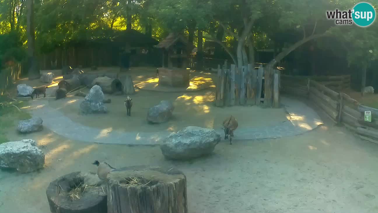 Zoo Zagreb – Brown Capuchin