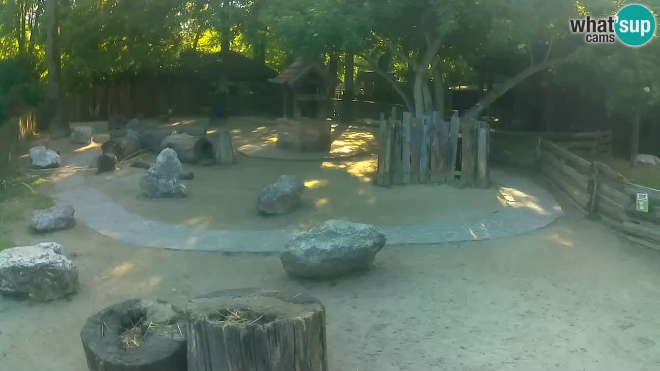 Zoo Zagreb – Cebo dai cornetti
