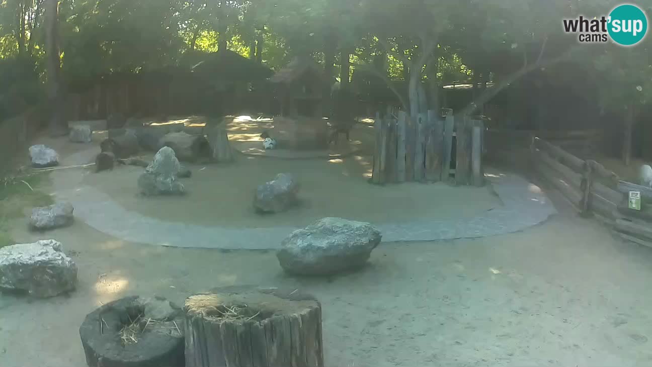 Zoo Zagreb –  Mono maicero