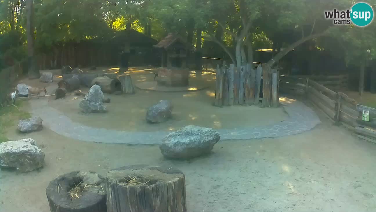 Zoo Zagreb – Rjava kapucinka