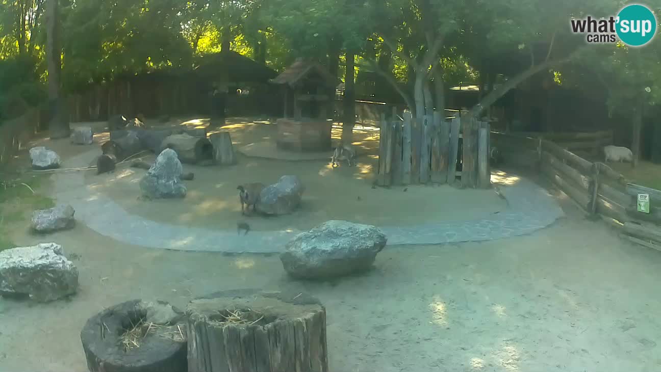 Zoo Zagreb – Cebo dai cornetti