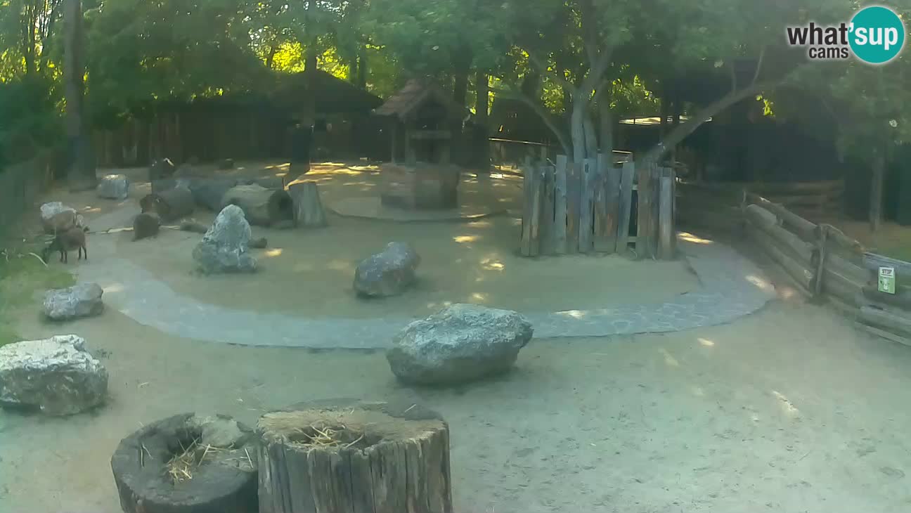 Zoo Zagreb – Cebus apella