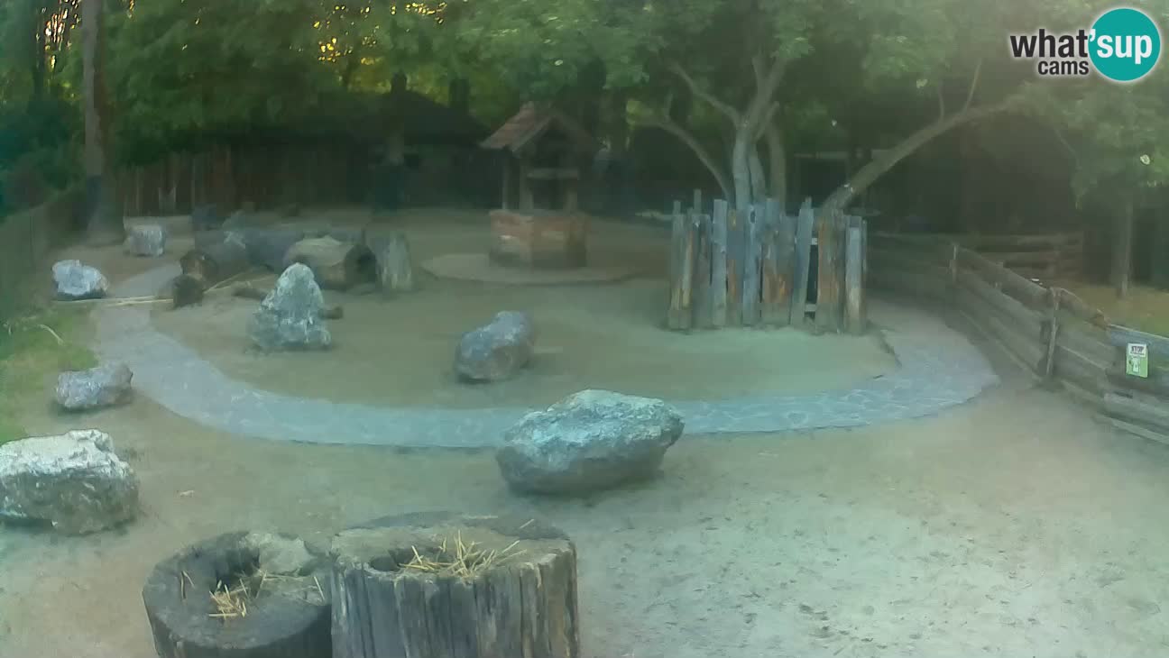 Zoo Zagreb – Brown Capuchin