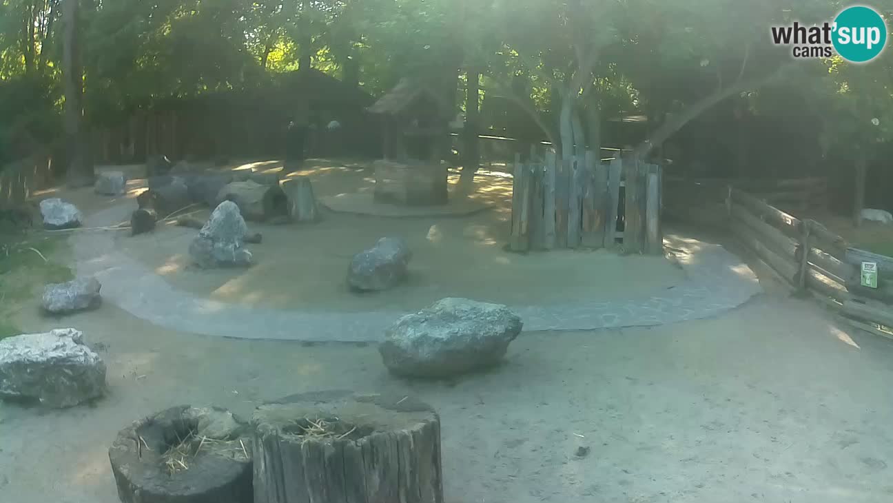 Zoo Zagreb – Brown Capuchin
