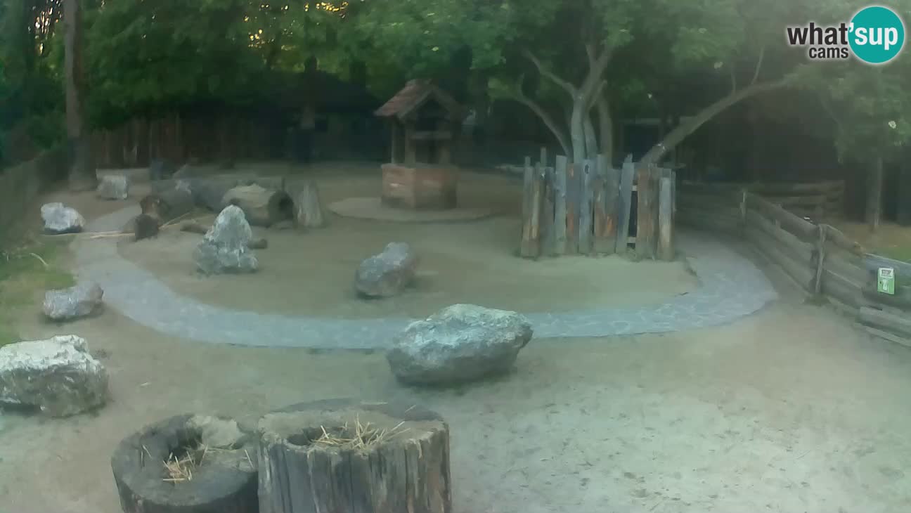 Zoo Zagreb – Haubenkapuziner
