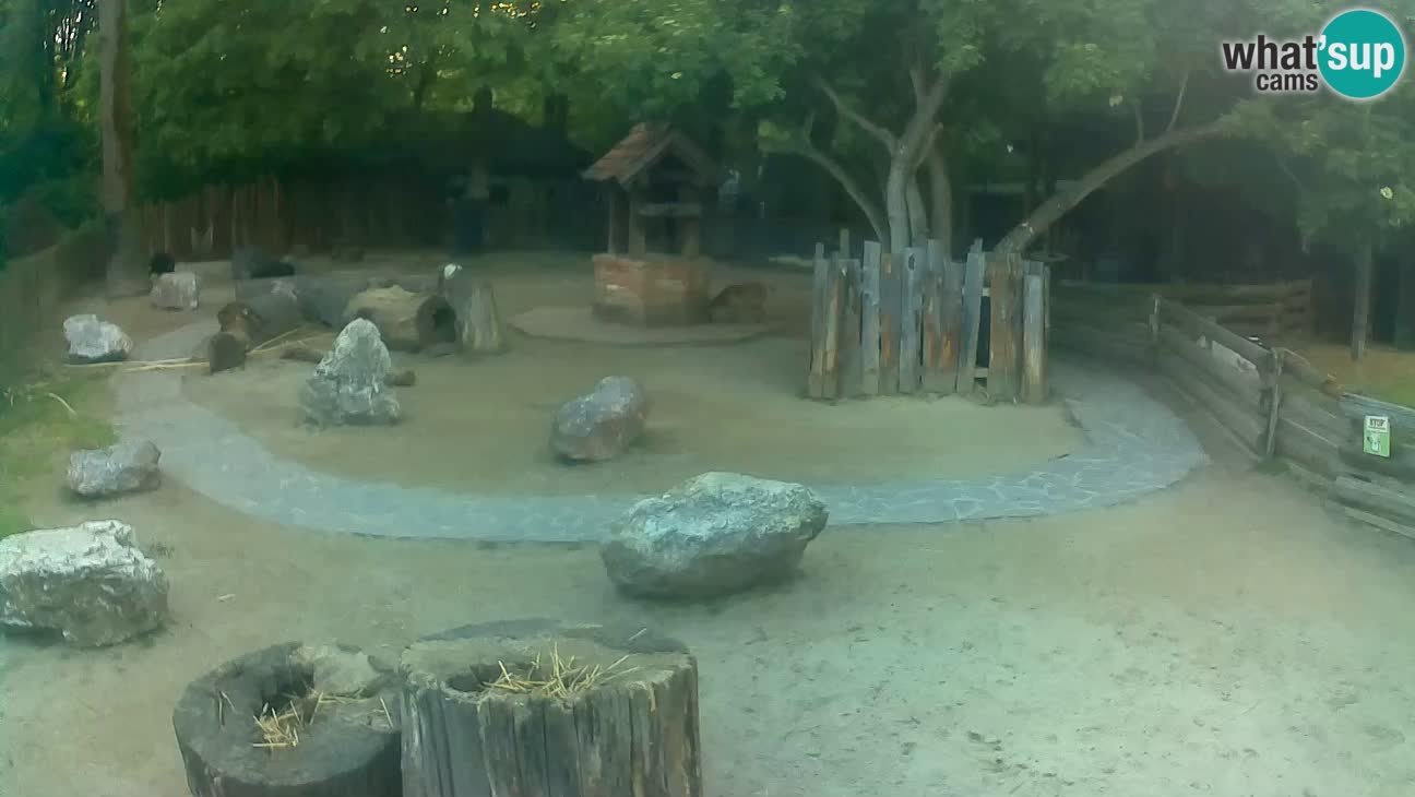 Zoo Zagreb – Brown Capuchin