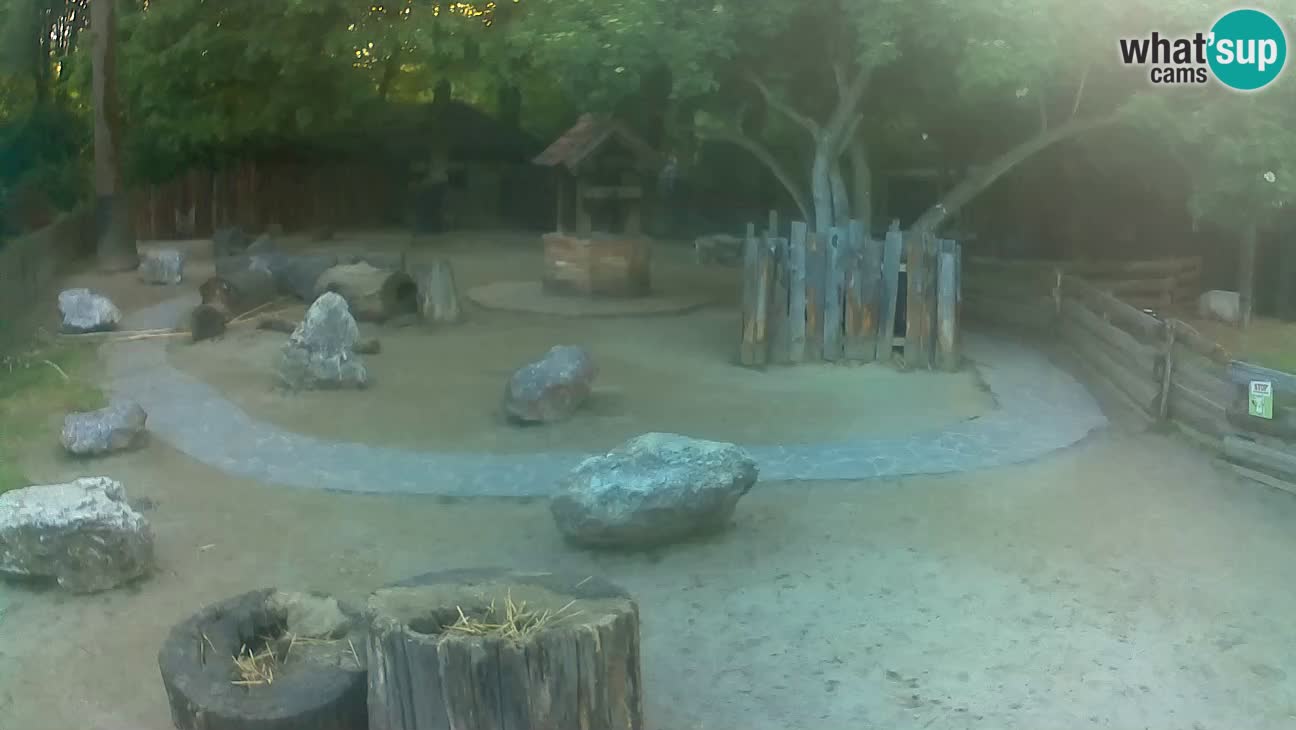 Zoo Zagreb – Haubenkapuziner