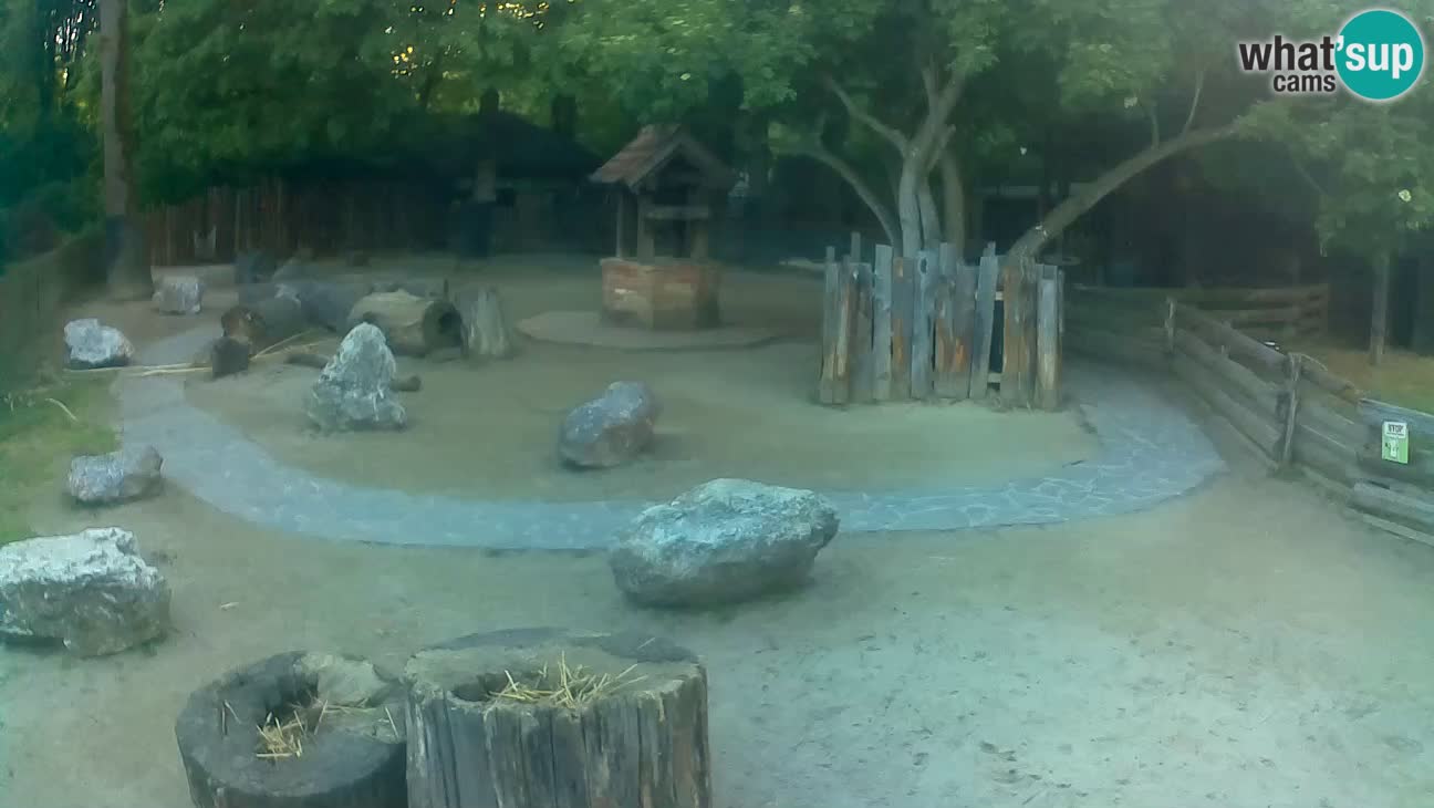 Zoo Zagreb – Haubenkapuziner