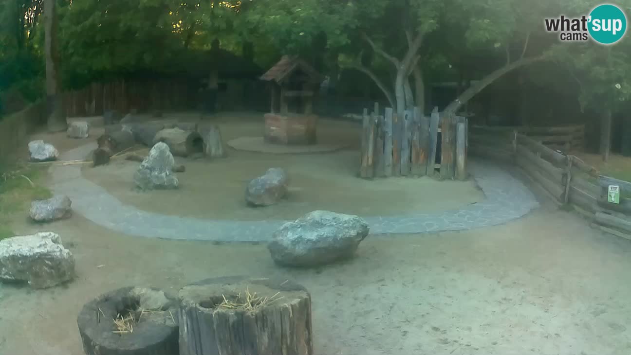 Zoo Zagreb – Rjava kapucinka