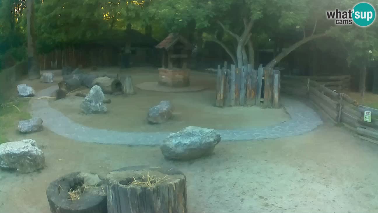 Zoo Zagreb – Cebus apella