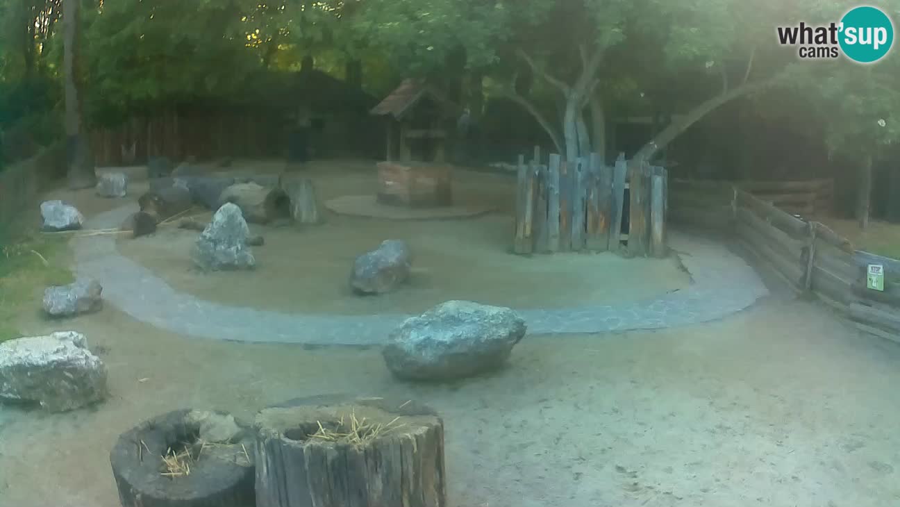 Zoo Zagreb – Brown Capuchin