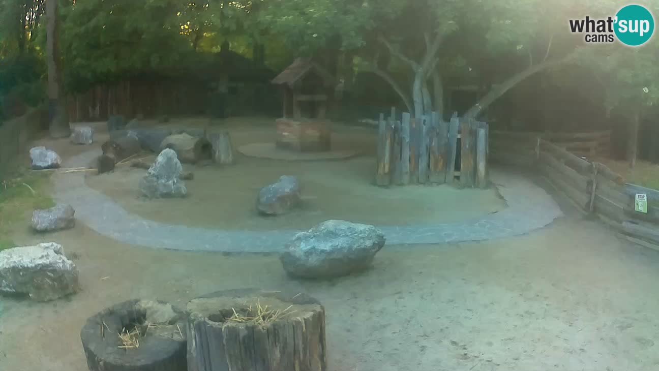 Zoo Zagreb – Brown Capuchin