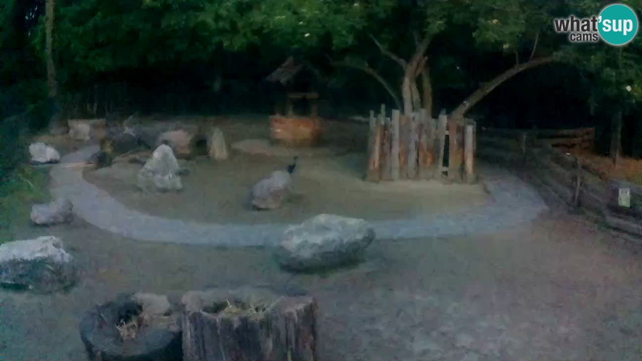 Zoo Zagreb – Brown Capuchin