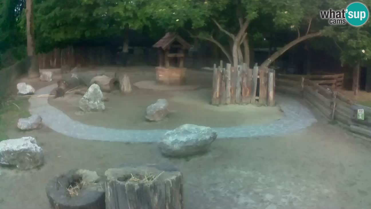Zoo Zagreb – Brown Capuchin
