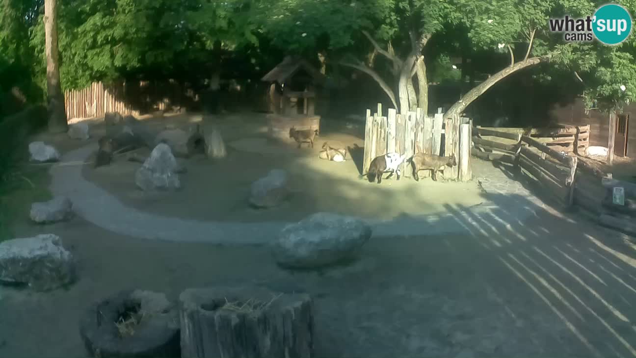 Zoo Zagreb – Brown Capuchin