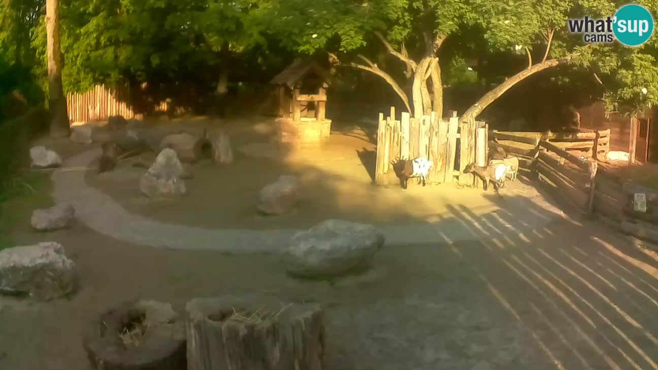 Zoo Zagreb –  Mono maicero