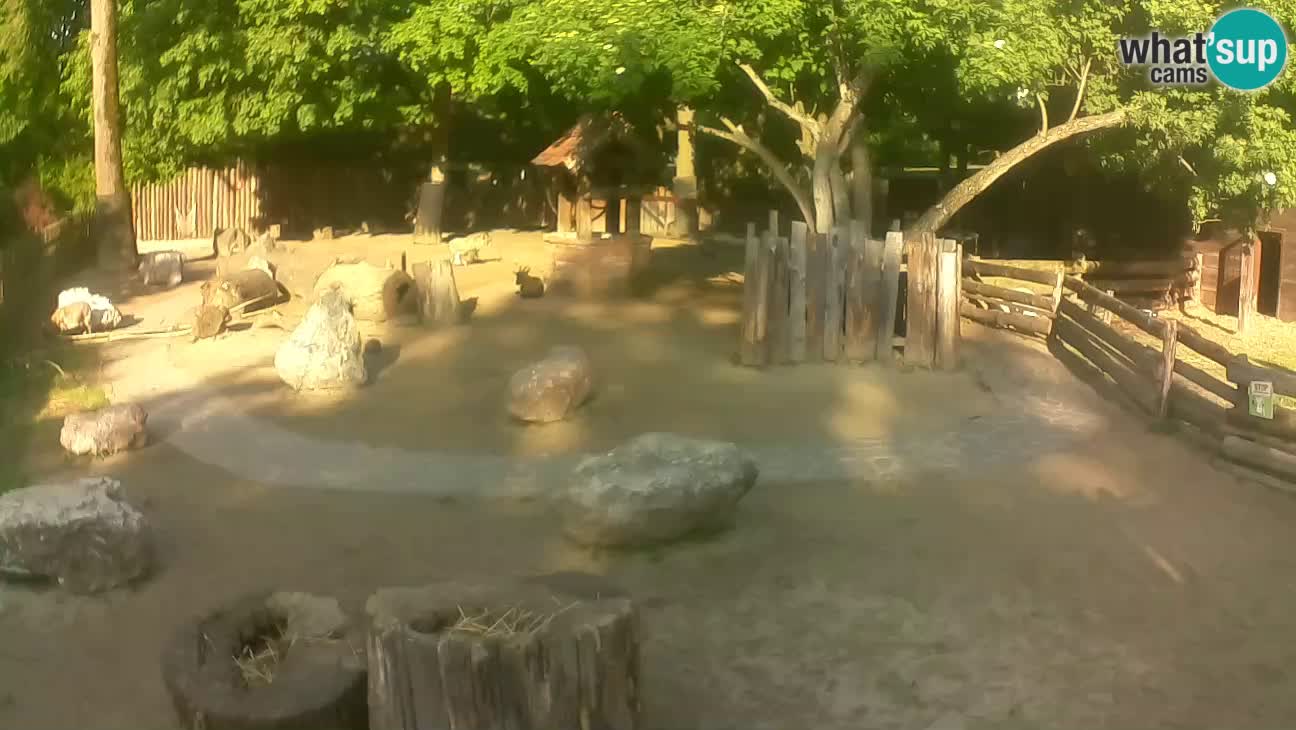 Zoo Zagreb –  Mono maicero