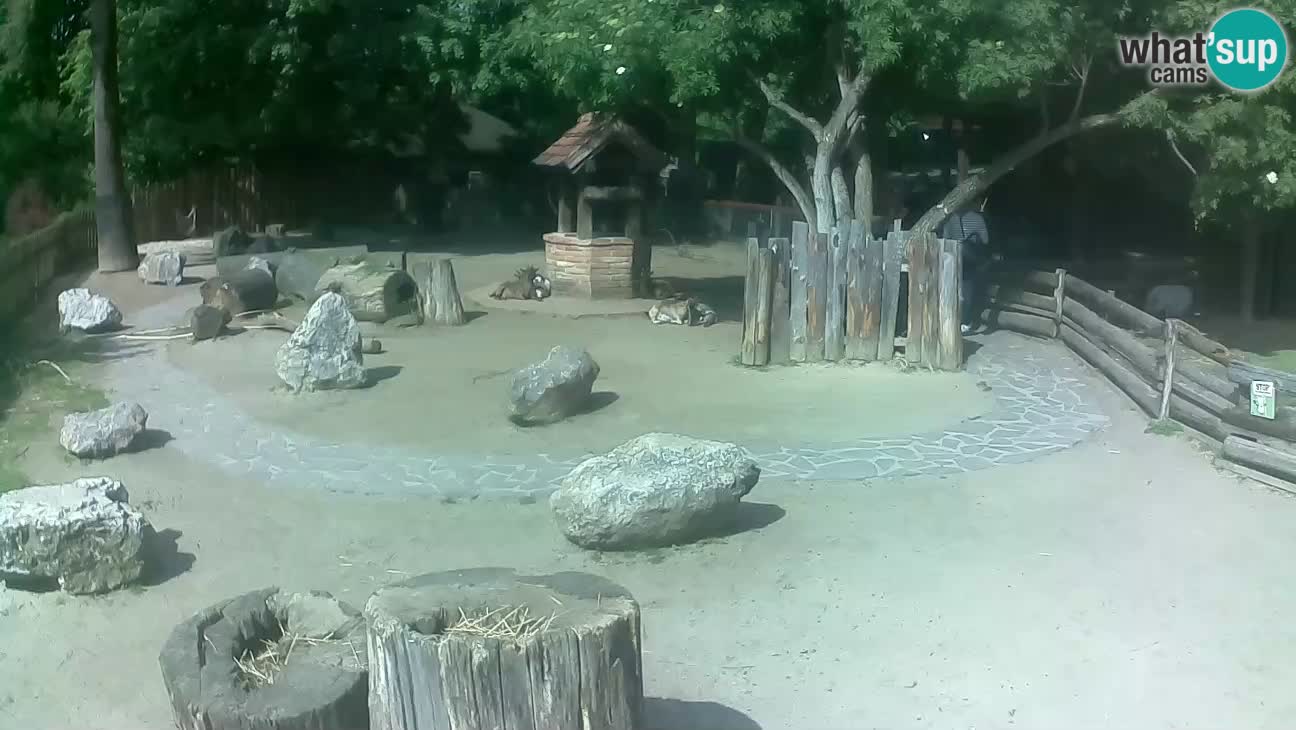 Zoo Zagreb – Cebus apella