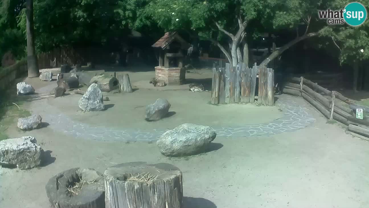 Zoo Zagreb – Brown Capuchin